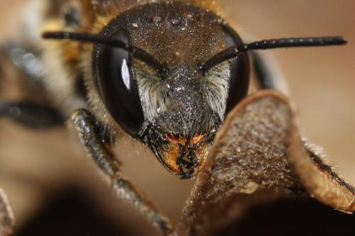 Réf. 302 434 : Osmia melanogaster